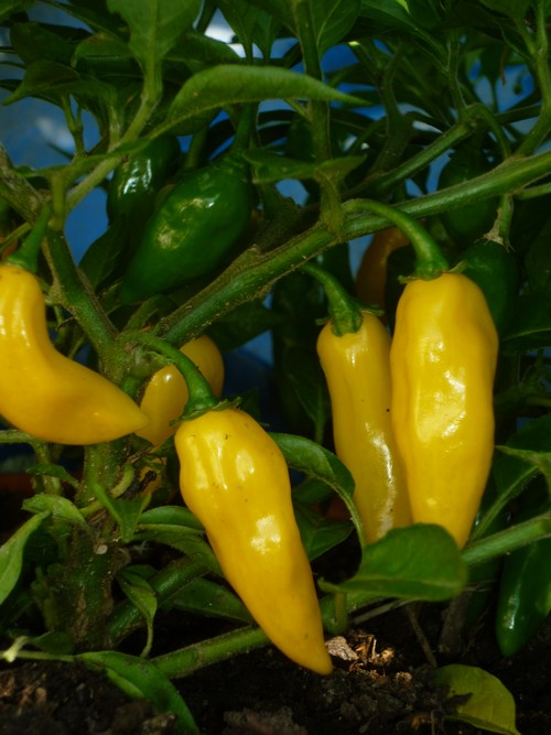 aji mochero frutos.JPG