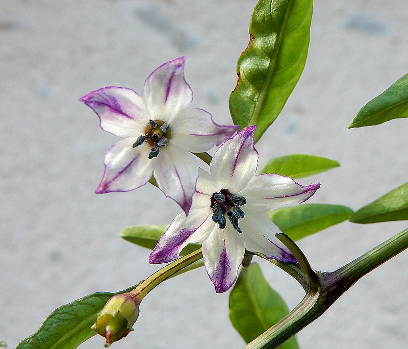 fleur inconnu.jpg