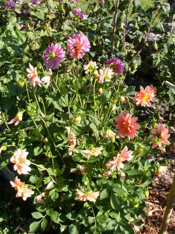 Dahlias nains.jpg