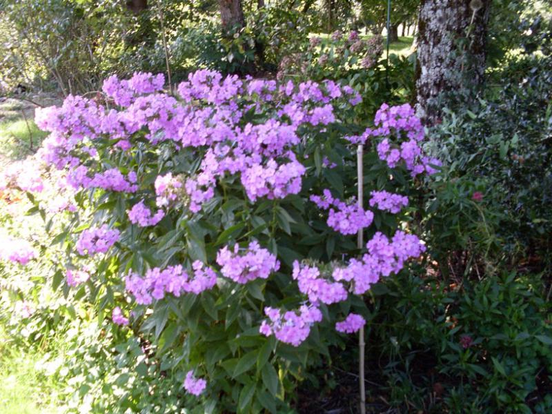 Phlox 1.jpg