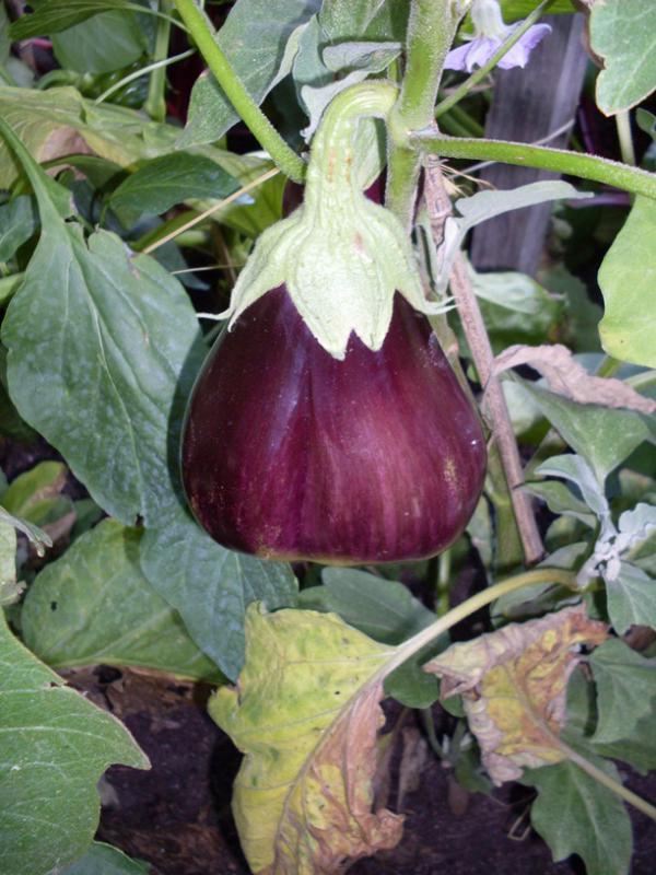 Aubergine.jpg