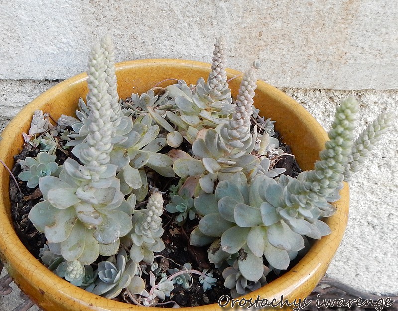 Orostachys iwarenge.jpg