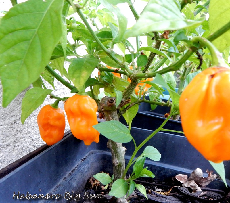 habanero big sun.jpg