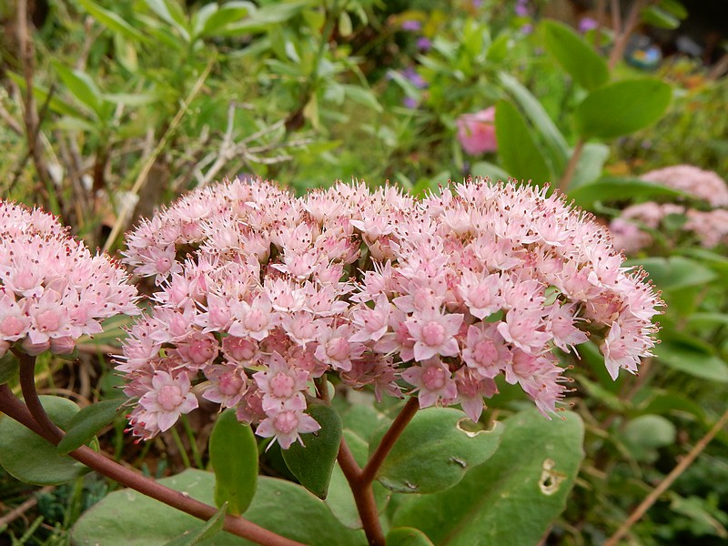 sedum rose pale.jpg