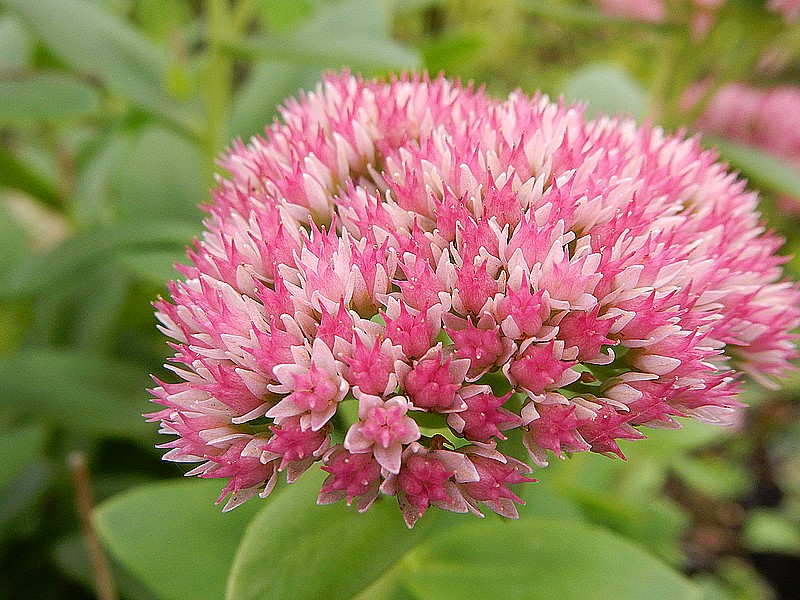 sedum rose soutenu.jpg