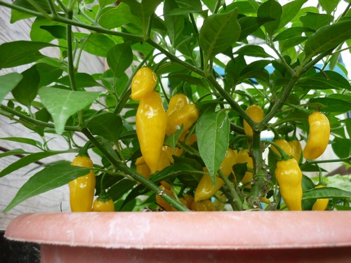 AJI MOCHERO2.JPG