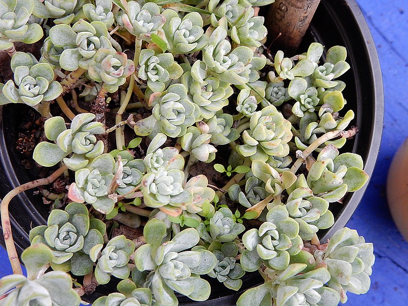 Sedum spathulifolium Cape Blanco.jpg