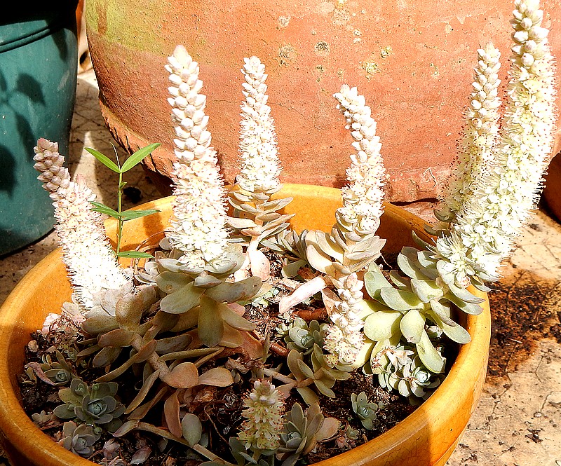 Orostachys iwarenge  2.jpg