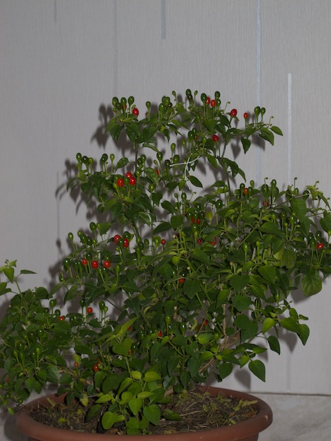 Dwarf chiltepin.jpg