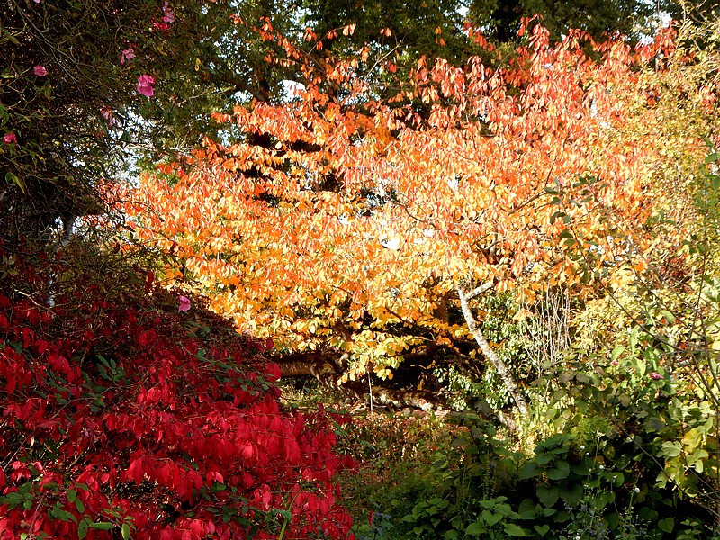 splendeurs d automne.jpg