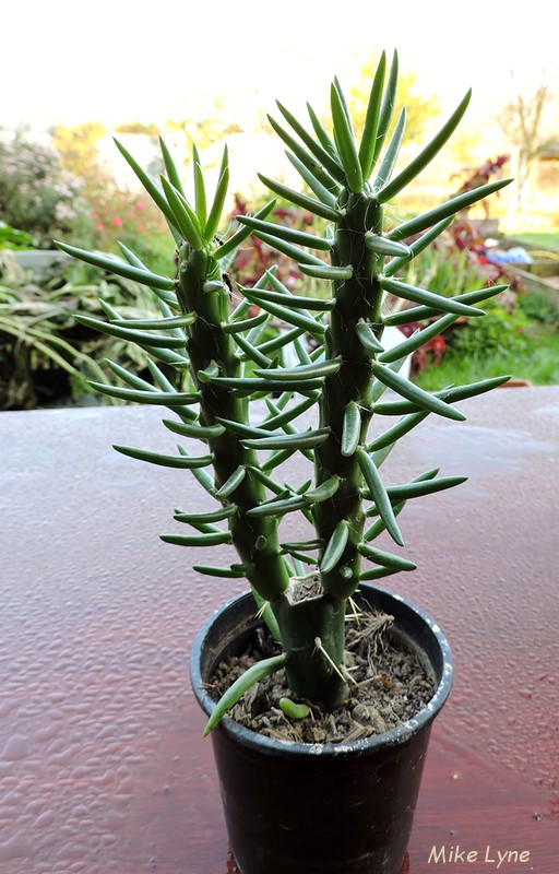 Opuntia_DSCN1381.jpg