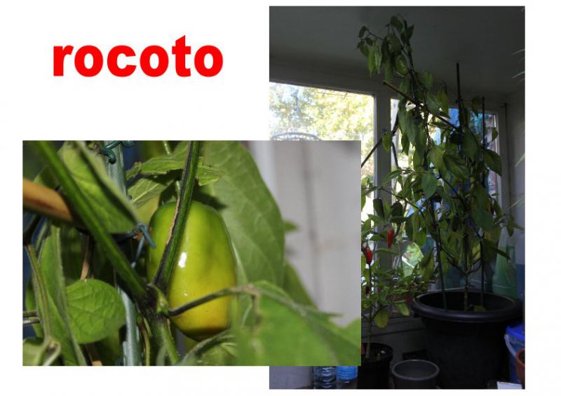 rocoto verand 01 11 15.JPG