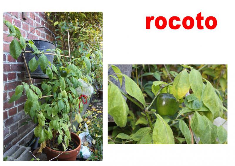 rocoto exterieur 01 11 15.JPG