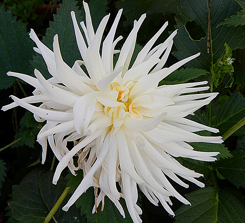 dahlia cactus blanc.jpg