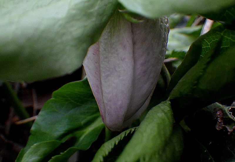 bouton hellebore.jpg