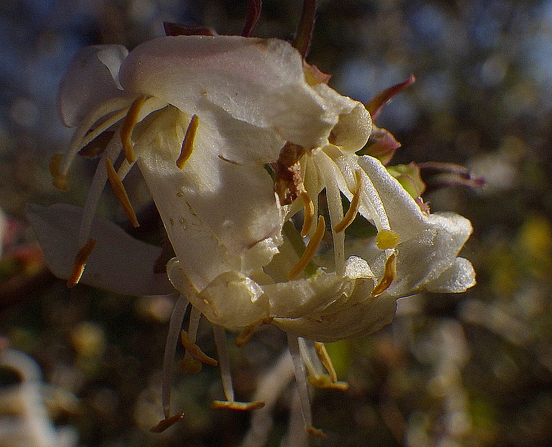 fragrant 2.jpg