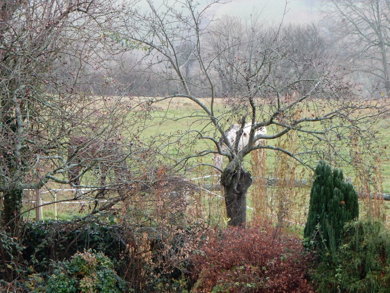 chevaux arbres.jpg