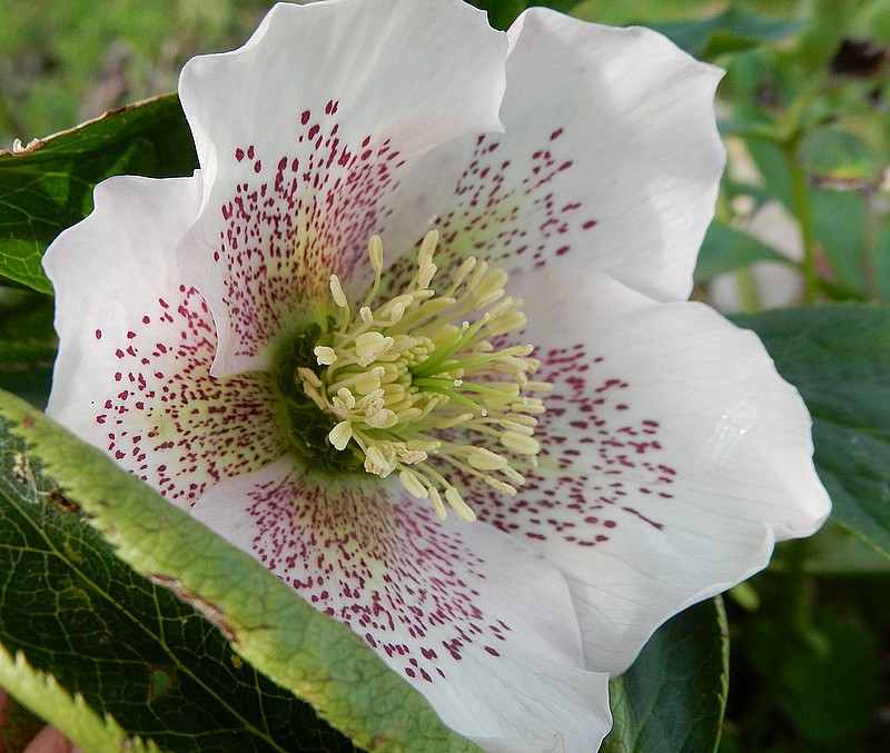 hellebore 1.jpg