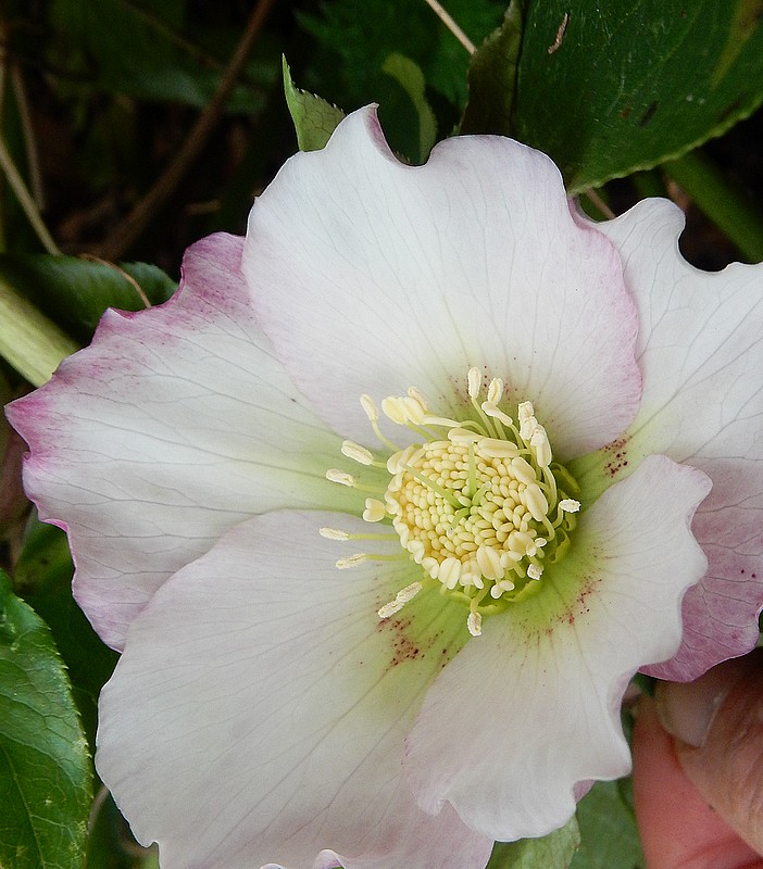 hellebore 2.jpg