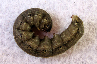 chenille-noctuelle-larve-agrotis-ipsilon.jpg