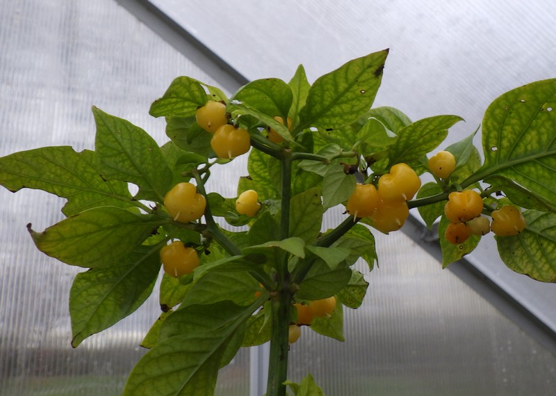 Aji dulce yellow.jpg