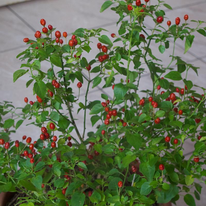 Dwarf Chiltepin - 5 mars.jpg