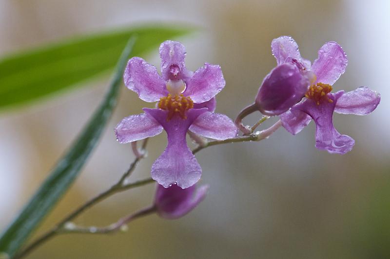 Oncidium ornithorhynchum.jpg