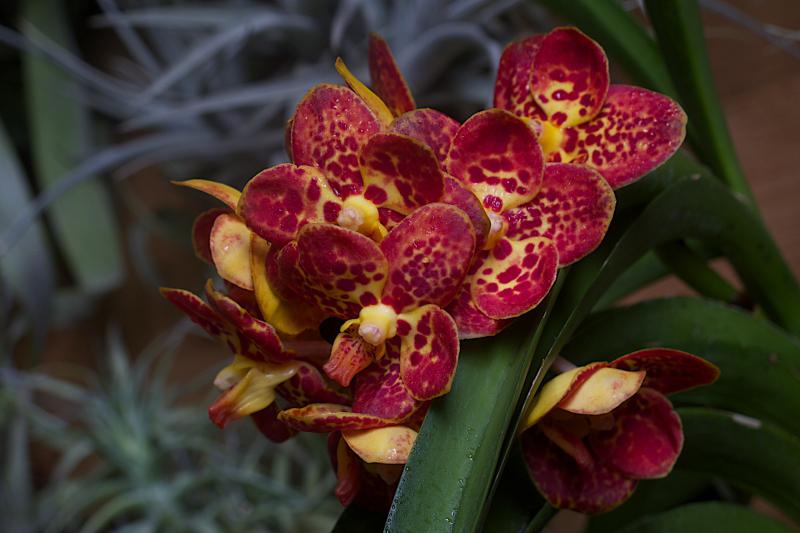 Vanda orange spotty.jpg