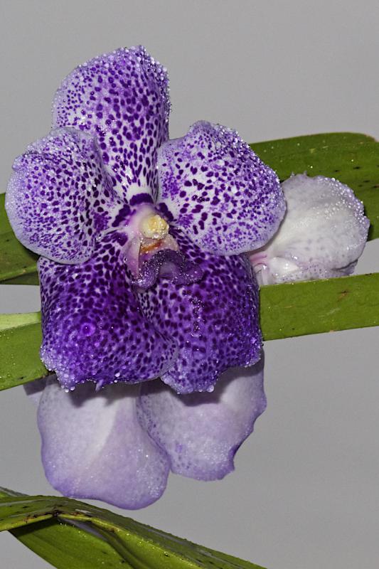 Vanda Robert's delight (1).jpg