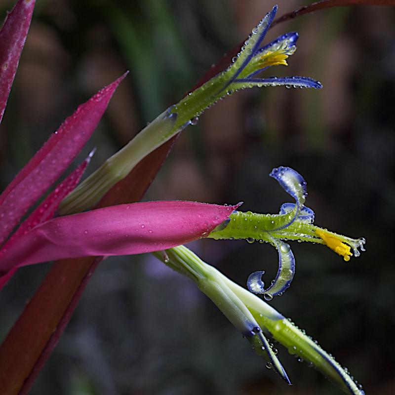 Billbergia Frau Pia Rosslein.jpg