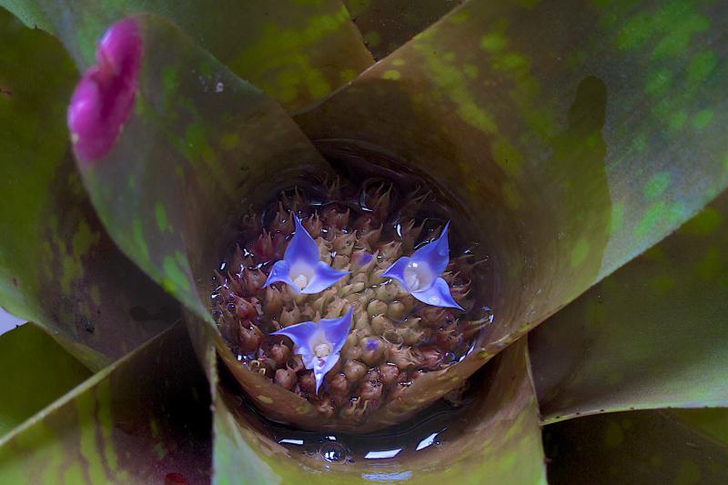 Neoregelia marmorata x spectabilis.jpg