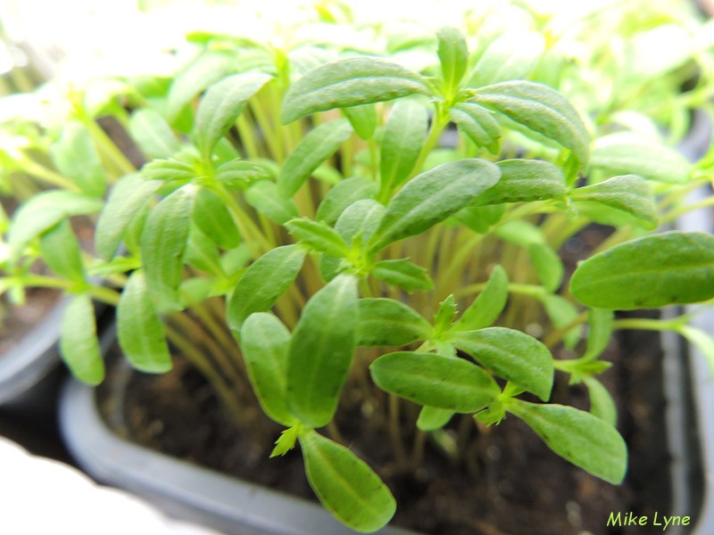 wacatay_tagetes minuta_aromatique_DSCN1516.jpg