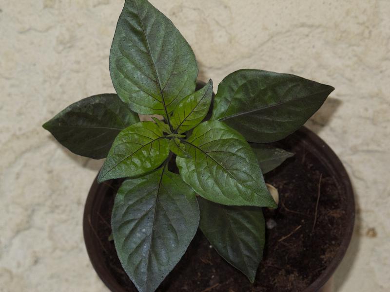 Black Bhut - 4 avril.jpg