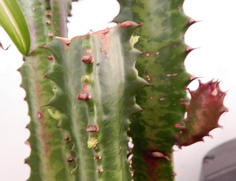 euphorbia trigona pousses.jpg