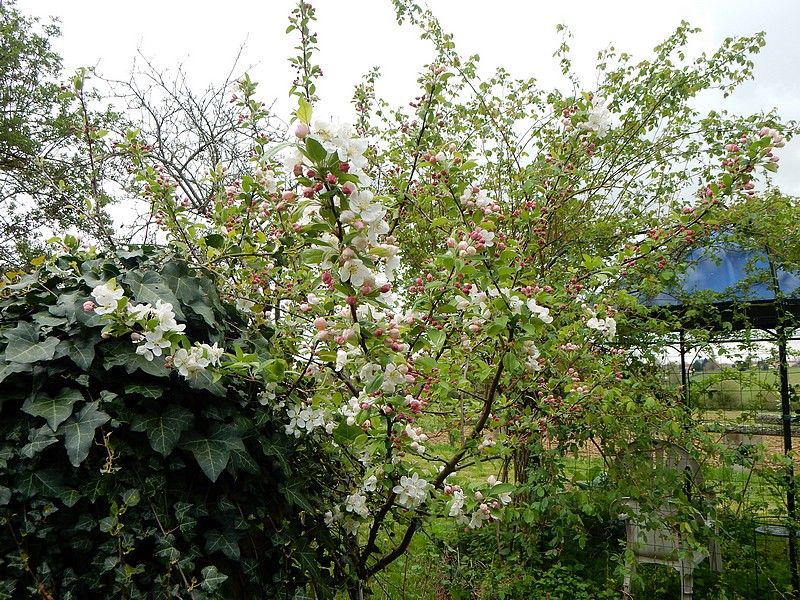 pommier à fleurs.jpg