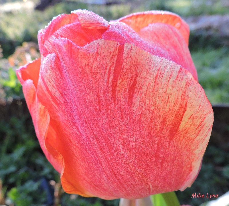 tulipe_DSCN1542.jpg