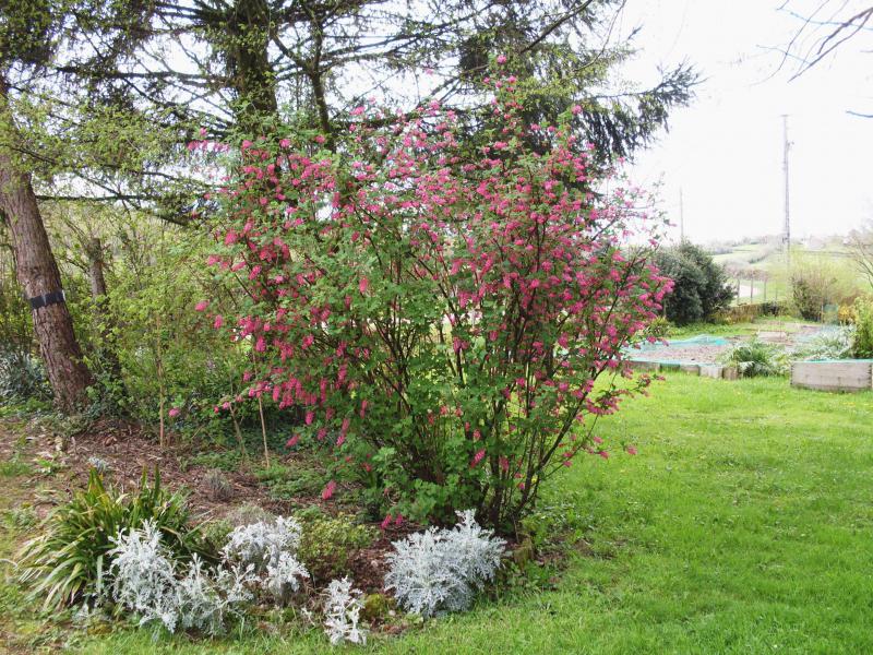 15 avril Groseillier à fleurs.jpg