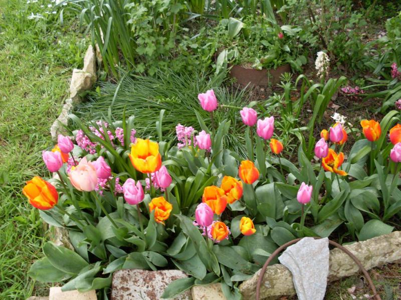 15 Avril Jacinthes & tulipes.jpg