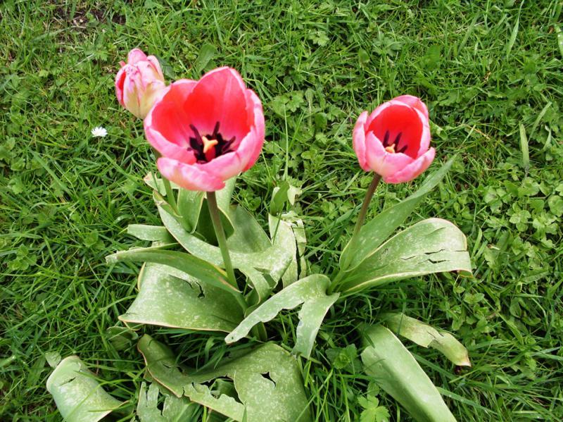 15 avril Tulipes engros plan.jpg