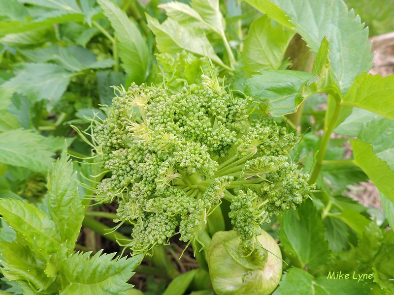 Angelique Officinale_Angelica Archangelica_DSCN1575.jpg