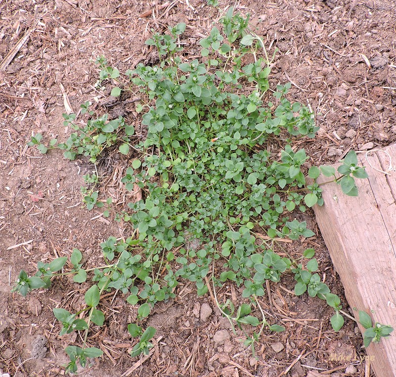 Mouron Blanc_Mouron des Oiseaux_Stellaria Media_DSCN1606.jpg