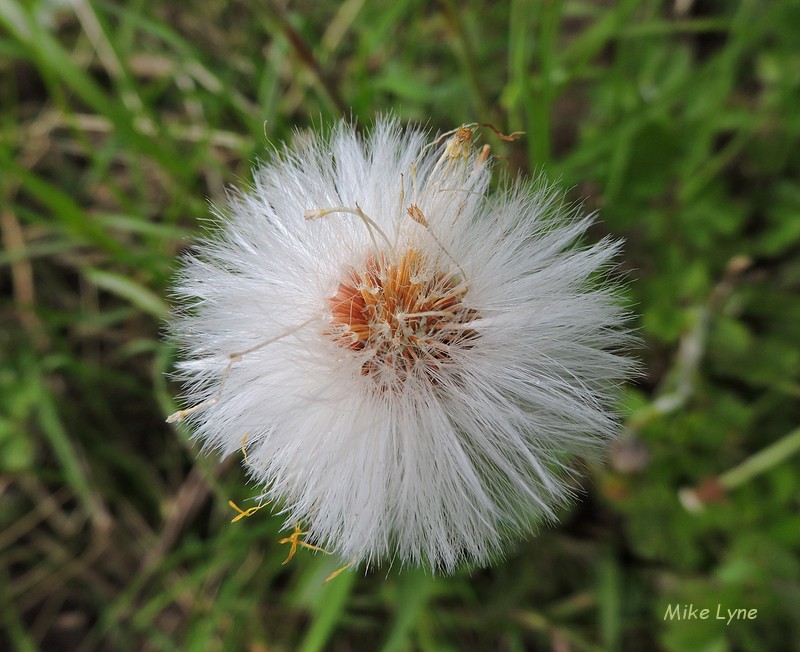 Tussilage_Tussilago Farfara_DSCN1584.jpg