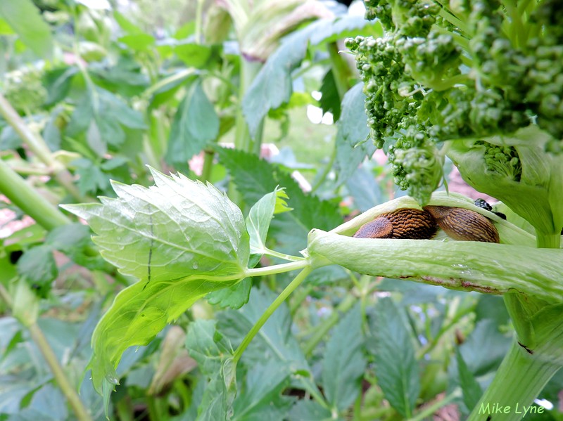 Angelique Officinale_Angelica Archangelica_limaces_escargots_DSCN1682.jpg