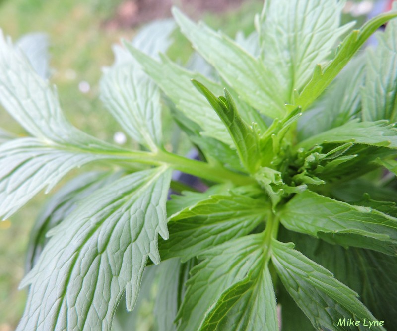 Valeriane Officinale_Valeriana Officinalis_DSCN1689.jpg