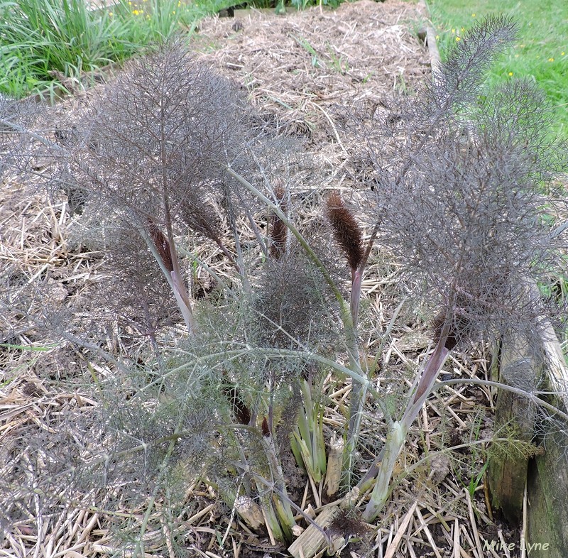 Fenouil Bronze_Foeniculum Vulgare_DSCN1726.jpg