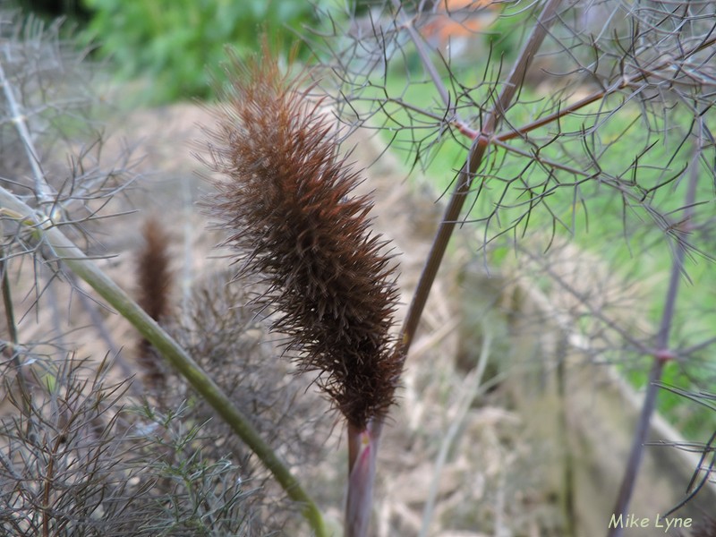 Fenouil Bronze_Foeniculum Vulgare_DSCN1727.jpg