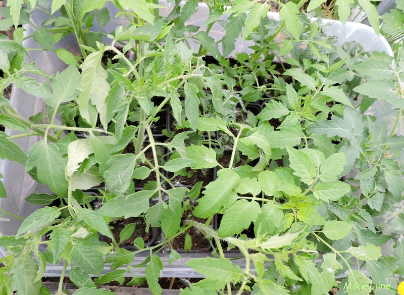 tomates en attente mise en place_DSCN1737.jpg