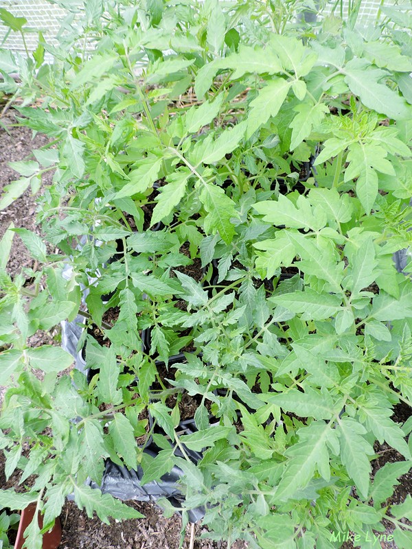 tomates en attente mise en place_DSCN1741.jpg