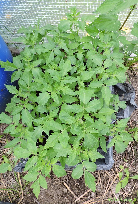 tomates en attente mise en place_DSCN1742.jpg