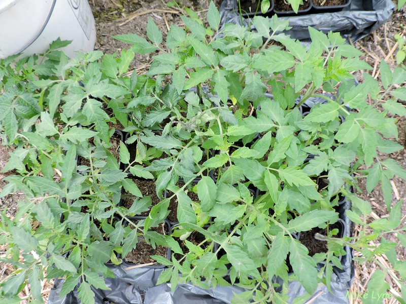 tomates en attente mise en place_DSCN1743.jpg